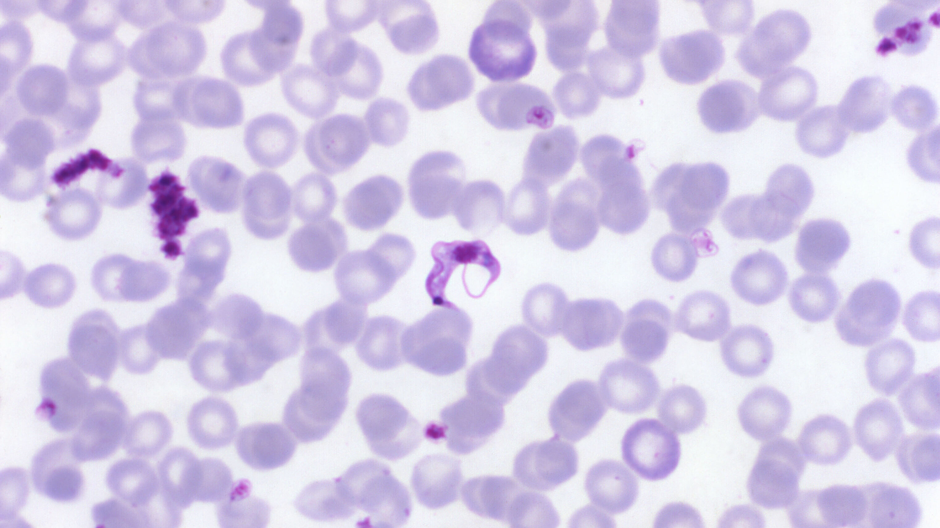 CRUZIVAX Consortium