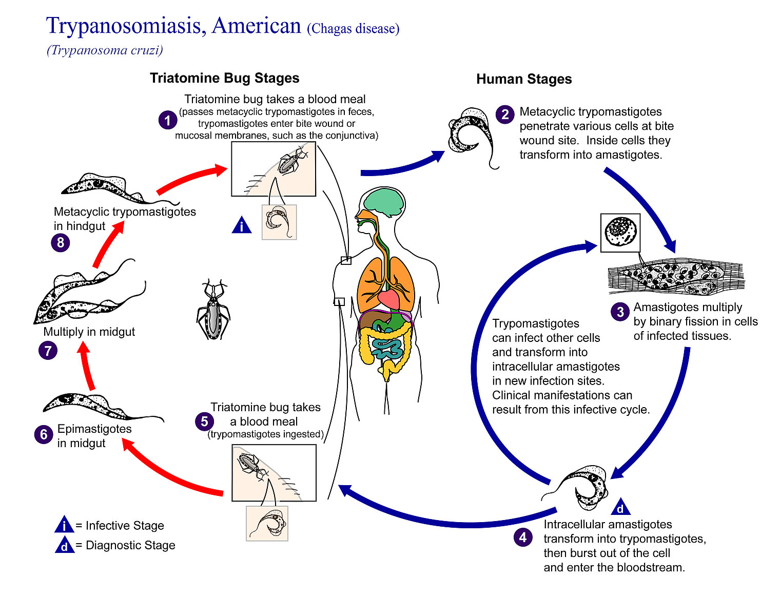 Tryponosoma_cruzi_3013